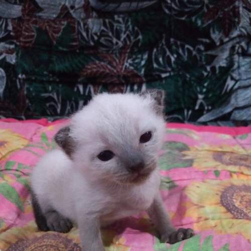 Photo #6763244