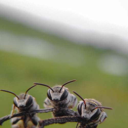 Photo #6766007