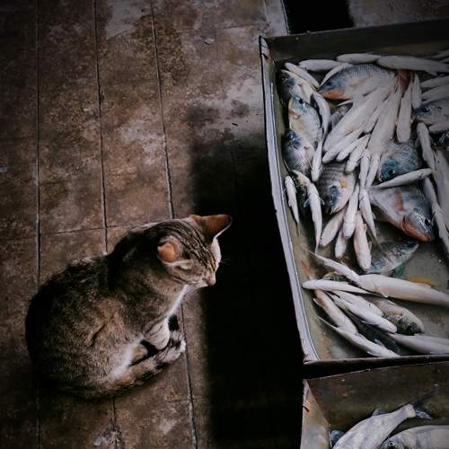 Fishy Eyes