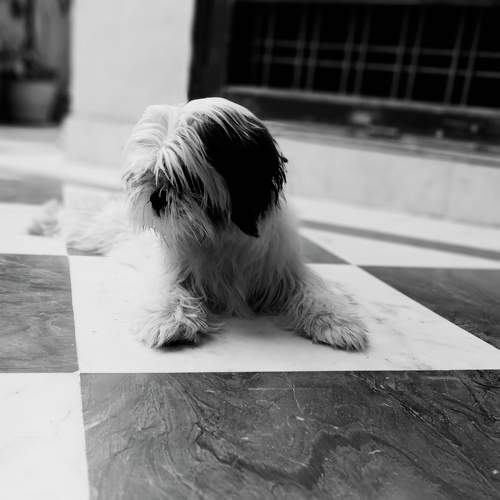 Photo #6774463