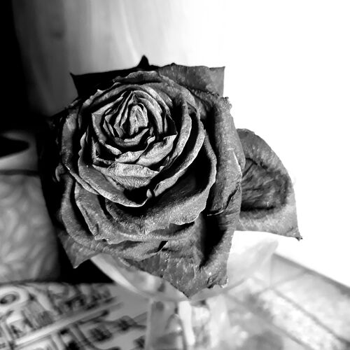 Photo #6777444