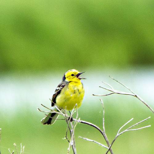 Photo #6779137