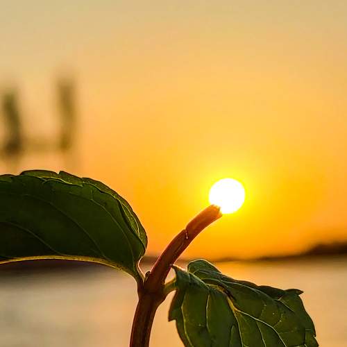 Mint Leaf