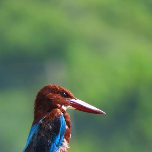 Wildlife photography