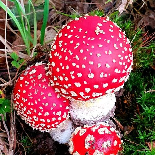 Photo #6781034