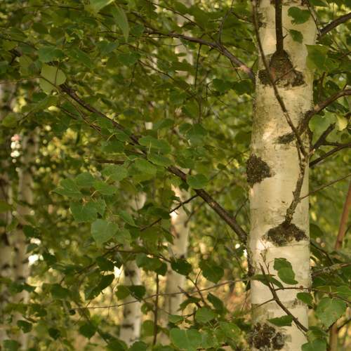 Photo #6781399
