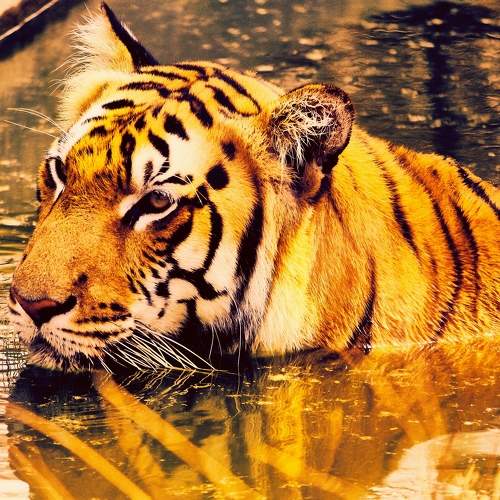 Photo #6783232