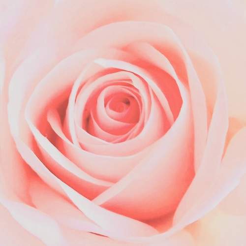 Photo #6783620