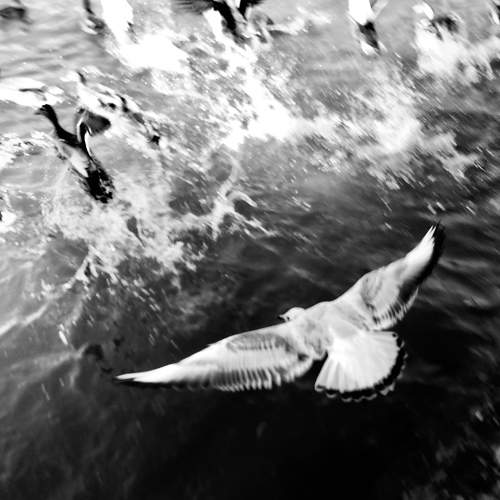 Photo #6786815