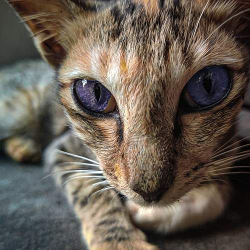 Photo #6788175