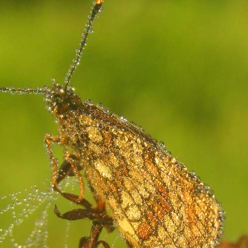 Photo #6790368
