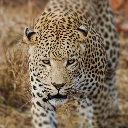 Photo #6797839