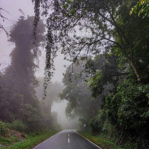 Paradise Road