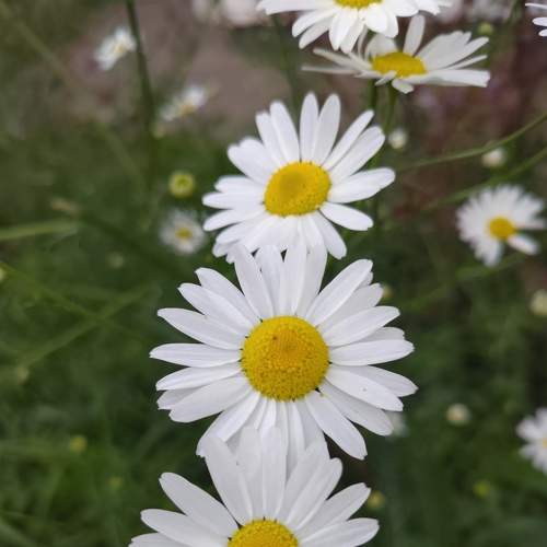 Photo #6799393
