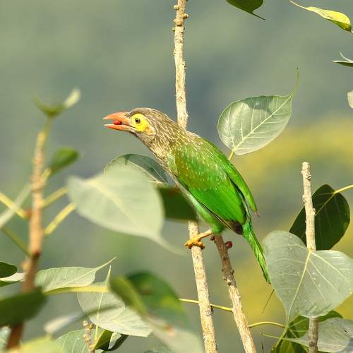 Lineated Barbet