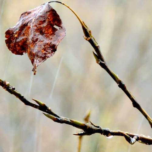 Photo #6806285