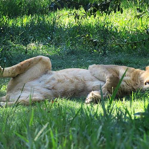 Lioness sleeping