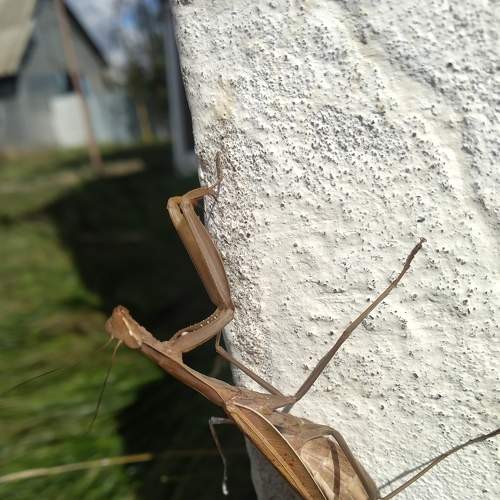 Photo #6807050