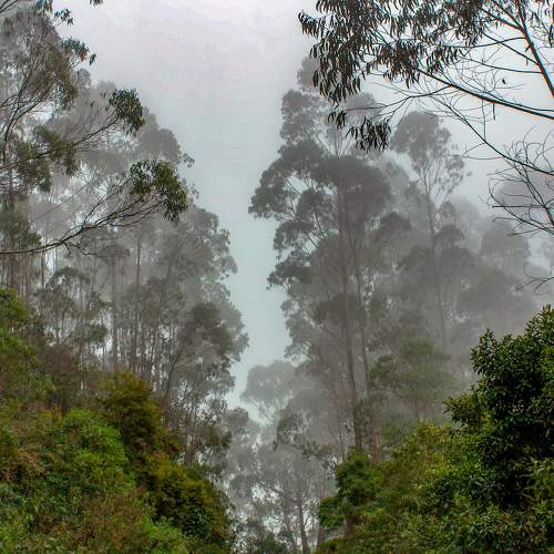 tree trail