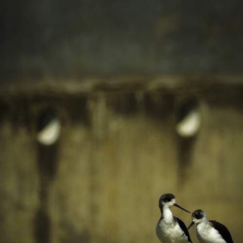 BLACK WINGED STILT