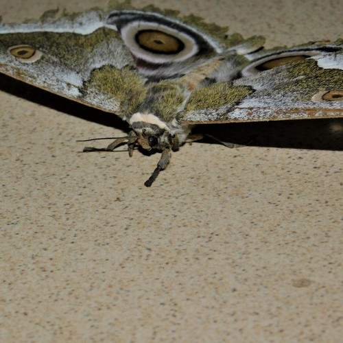 Photo #6809379