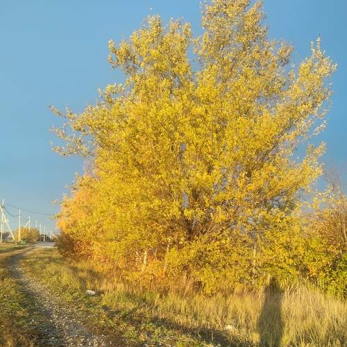 Photo #6810211