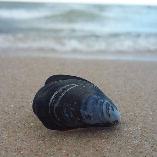 Photo #6811035
