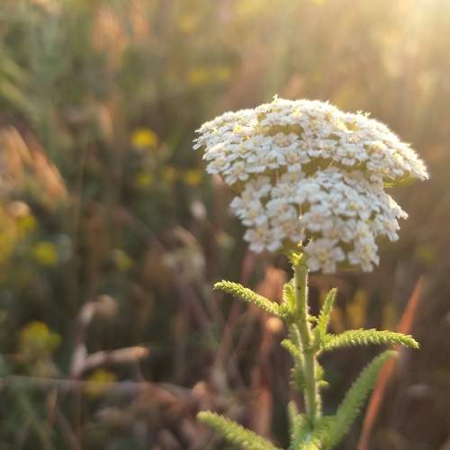 Photo #6811521