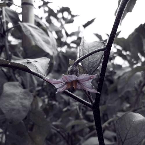 Photo #6811605