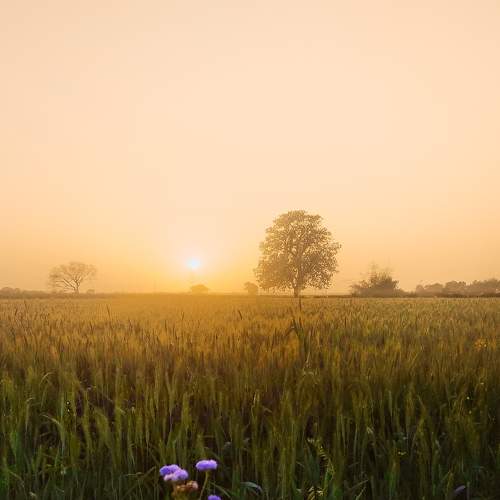MORNING SUNSHINE