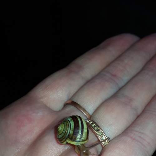 Snail