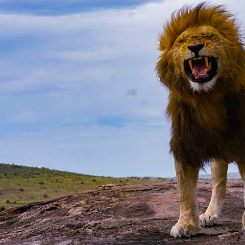 I am the King of the Jungle