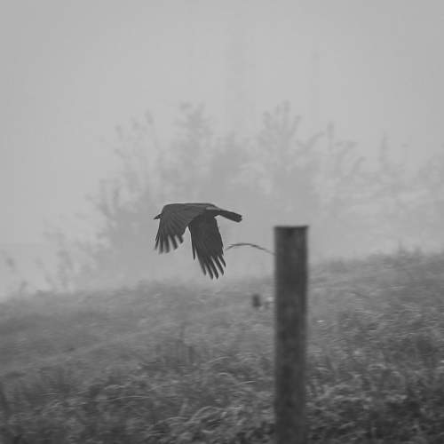 Disquiet