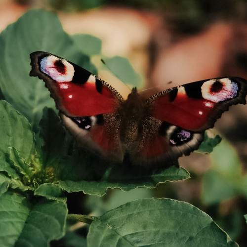 Photo #6822656