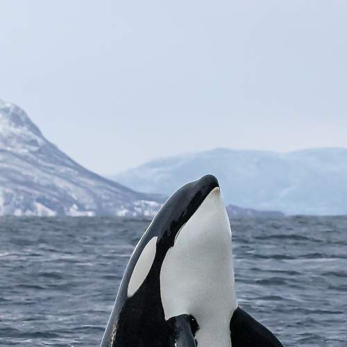 Photo #6829160