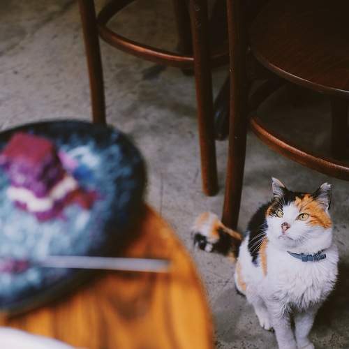 Photo #6832237