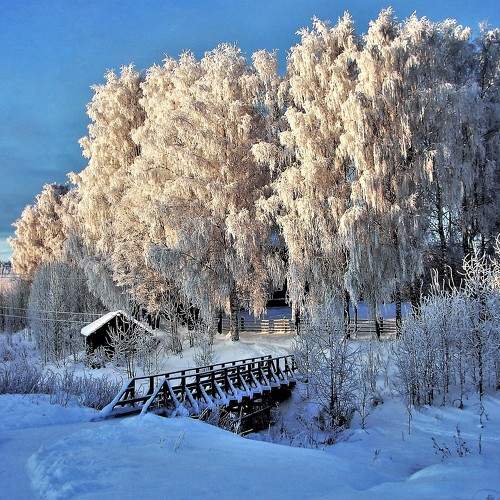 Мороз. Рождественские березы.