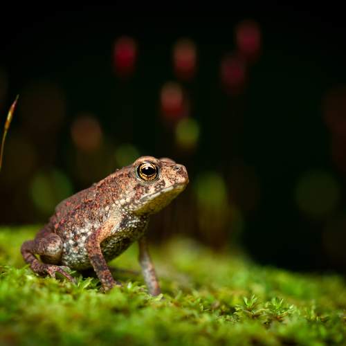 common tode