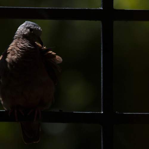 Coquettish Dove.