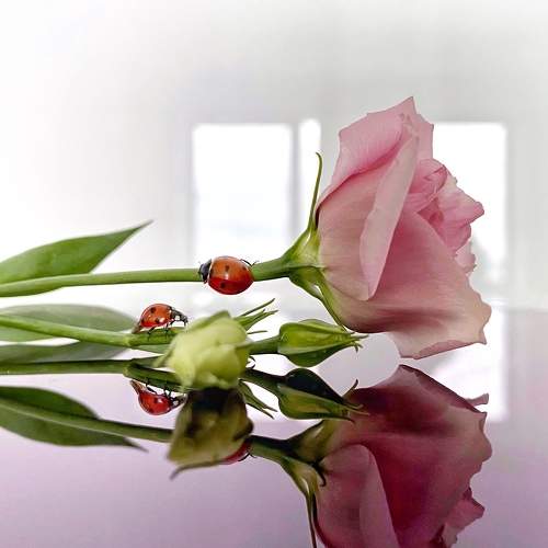 Photo #6845111