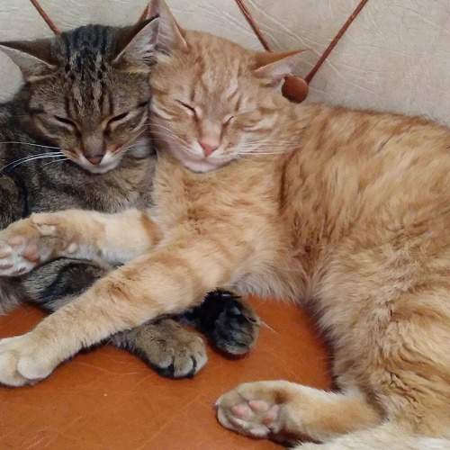 Photo #6852712