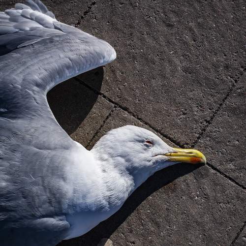 Photo #6854850