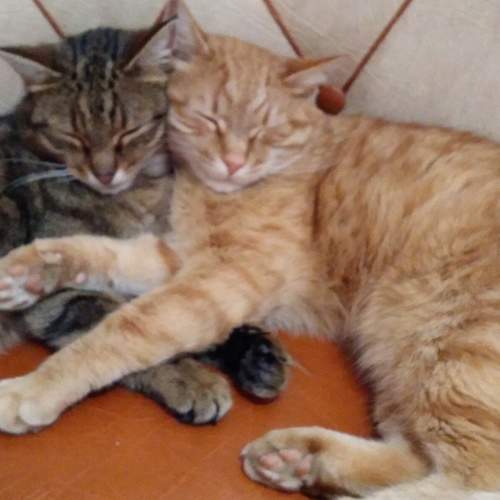 Photo #6856660