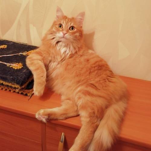 Рыжик Васильевич отдыхает.