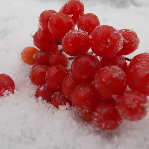 Photo #6864000