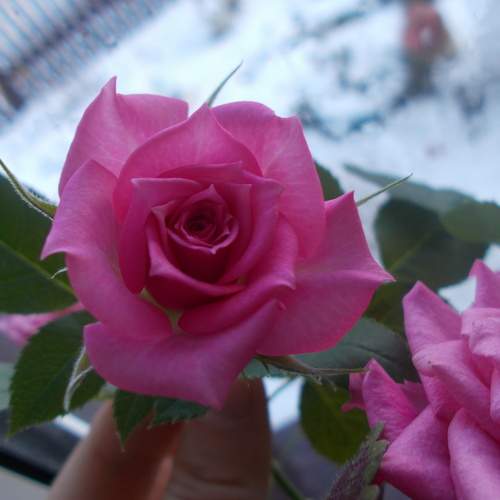 Photo #6864114