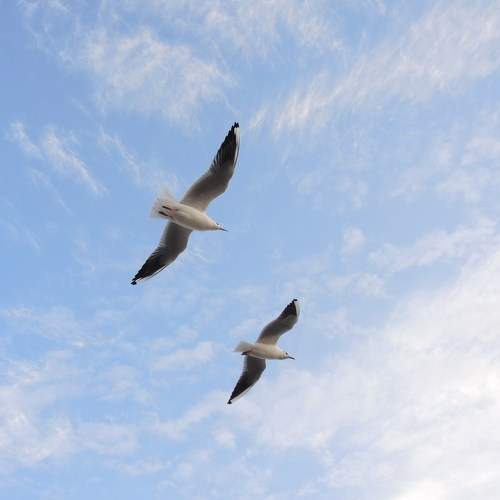 Photo #6865406