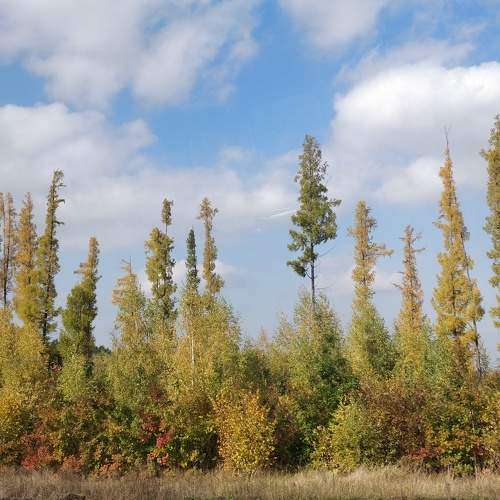 autumn fence