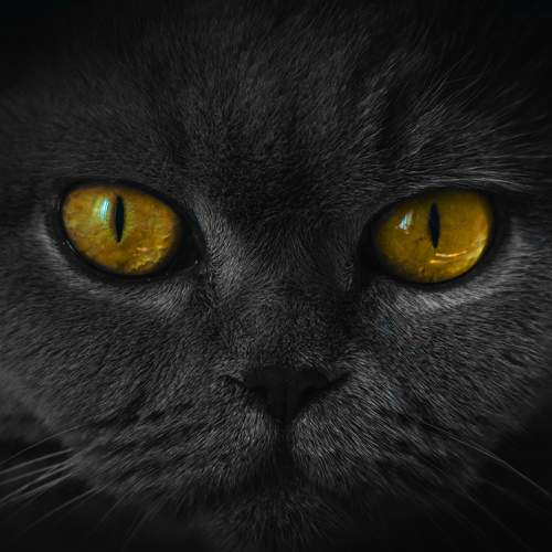 Photo #6866918
