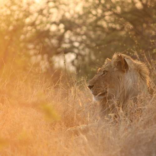 Young Male Lion and the Flamboyant orange sunset.